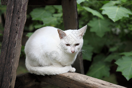 猫类虎斑爪子幼兽猫科毛皮场地小猫乐趣宠物花园图片