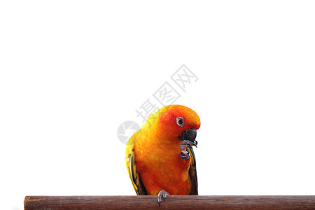 日落鸟热带动物园动物群羽毛蓝色橙子太阳鹦鹉异国生活图片