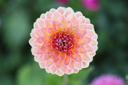 粉红兰花花宏观生长美丽植物学植物花束紫色兰花植物群花园图片