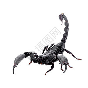 在白色背景上被孤立的黑蝎子尾巴生物野生动物安全昆虫斗争沙漠脊椎动物危险热带图片