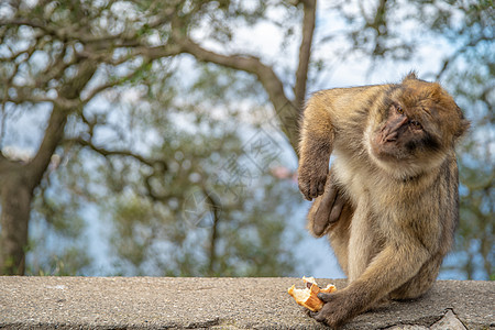 旅游者在自然保护区喂养猴子图片