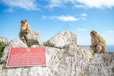 直布罗陀半岛野外的猴子马卡卡西瓦努斯图片