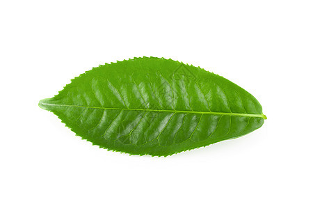 白背景隔绝的绿茶叶叶草本植物香料植物生长饮料植物群蔬菜绿茶叶子种植园图片