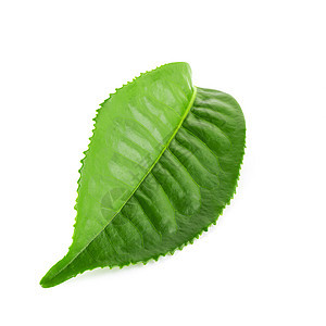 白背景隔绝的绿茶叶叶绿茶植物群植物生长饮料蔬菜香料食物草本植物种植园图片