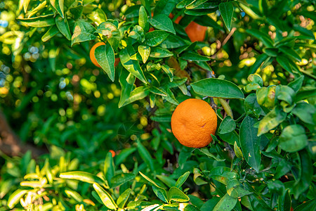 收割前树上成熟的橘子图片