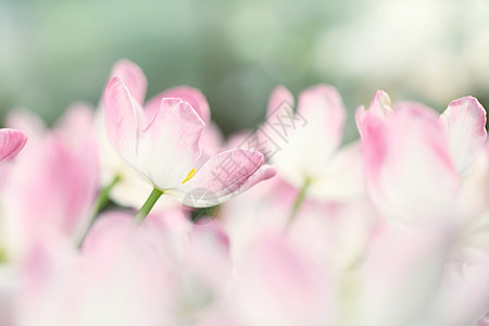 郁金花花橙子太阳野花植物花束白色花园粉色黄色花朵图片