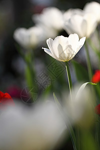 郁金花花植物花束红色白色太阳花瓣花园绿色花朵野花图片