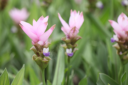 连子郁金 帕图玛紫色场地叶子森林公园宏观文化花园植物植物群图片