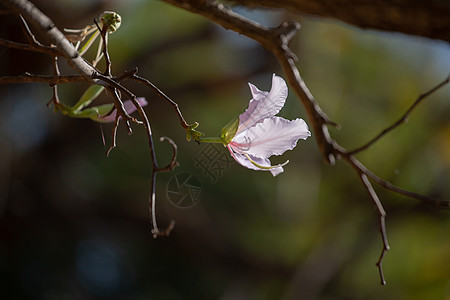 紫兰花树玫瑰公园国家花瓣紫荆花项链花园季节紫色叶子图片