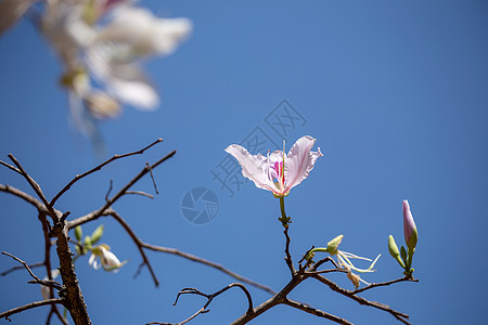 紫兰花树兰花木头宏观国家花瓣植物项链花园叶子树叶图片