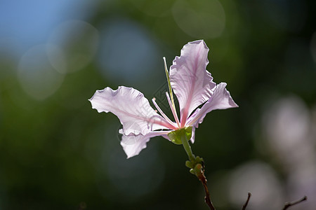 紫兰花树宏观树叶叶子木头紫色公园季节国家花园兰花图片