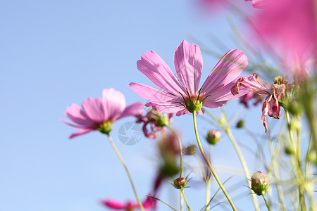 粉色宇宙天空场地植物群白色花瓣黄色植物雏菊花园绿色图片