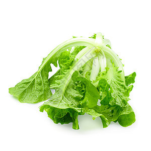 白色背景中孤立的生菜叶长叶植物蔬菜绿色沙拉外邦叶子工作室莴苣食物图片