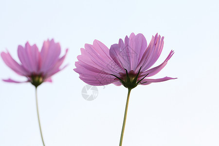 粉色宇宙场地绿色植物群天空植物花朵花瓣白色植物学雏菊图片