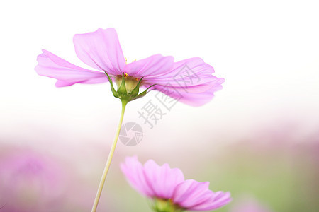 粉色宇宙天空花朵植物学植物花瓣白色植物群绿色黄色花园图片