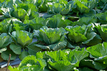 农田新鲜卷心菜 花园里的卷心菜蔬菜植物草本植物树叶食物维生素农场收成农民沙拉图片