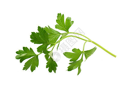 白底孤立于白色背景的新鲜药草味道香料绿色蔬菜食物健康草本植物烹饪营养香菜图片