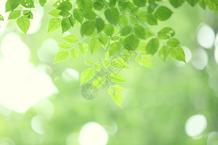 离开背景背景阳光森林框架叶子晴天公园植物太阳季节生长图片