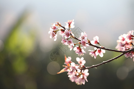 萨库拉樱花花花植物粉色季节白色花园宏观风景花瓣花朵植物群图片