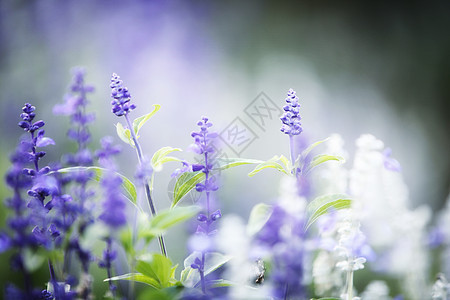 熏衣草花荒野紫色边界蓝色花朵墙纸场地植物框架美味图片