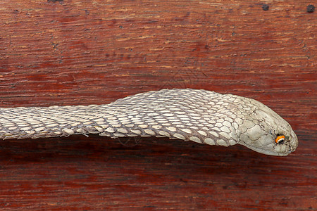 晒黑的皮肤 印度尼西亚巴厘岛最毒蛇腰带的特写 来自皮革车间的产品 眼镜王蛇也被称为 hamadryad 有毒蛇种蓝色奢华衣服离合图片