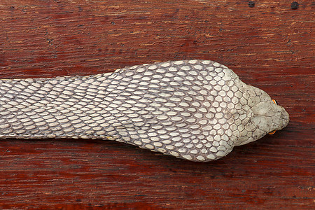 晒黑的皮肤 印度尼西亚巴厘岛最毒蛇腰带的特写 来自皮革车间的产品 眼镜王蛇也被称为 hamadryad 有毒蛇种材料男人金属动物图片