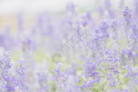 淡紫花背景香水紫色花朵植物花园园艺耀斑场地太阳芳香图片