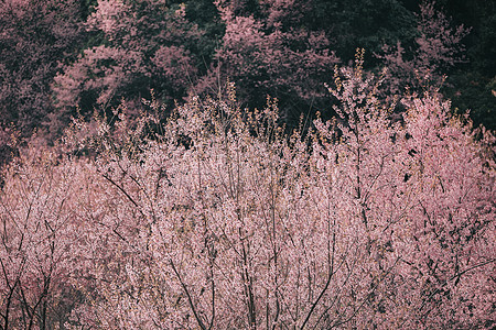 樱花花 粉红背景的香草花花瓣季节宏观植物学果园压痛花朵柔软度植物花园图片