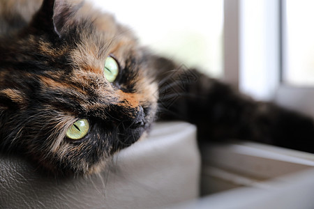 可爱的猫看起来放松猫科动物蓝色眼睛棕色睡眠动物毛皮宠物红色婴儿图片