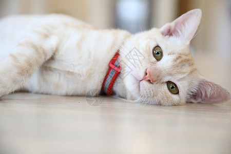 可爱的猫看起来放松红色蓝色猫科动物动物白色眼睛短发睡眠宠物哺乳动物图片