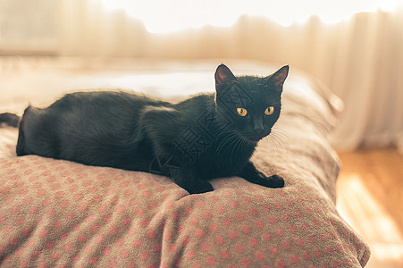 黑猫睡在卧室的床上脊椎动物日光房子哺乳动物生活眼睛毛皮猫科动物沙发休息图片
