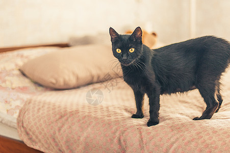 黄眼睛的黑猫 站在床上宠物脊椎动物猫科动物捕食者小猫哺乳动物休息沙发黑色猫咪图片