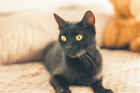 可爱的黑猫睡在床上猫科软垫小猫枕头眼睛黄眼睛动物房子捕食者毛皮图片