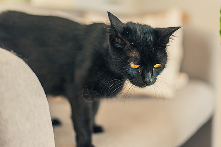 沙发上有黄色眼睛的黑猫动物哺乳动物毛皮小猫黄眼睛脊椎动物猫科动物床罩猫咪宠物图片