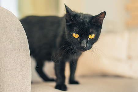 黄色双眼黑猫肖像床罩猫科动物日光猫咪黑色小猫脊椎动物捕食者哺乳动物毛皮图片