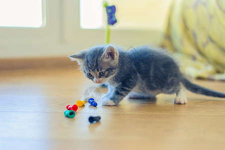 灰小猫在地上玩花样多彩的游戏短发小猫乐趣筹码地面婴儿宠物动物爪子猫咪图片