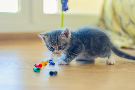 灰小白猫在地板上玩花样多彩的薯片猫咪婴儿筹码短发动物宠物小猫玩具地面乐趣图片