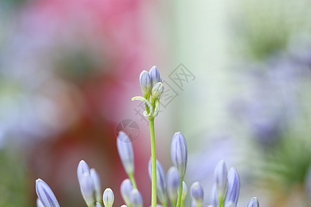 紫花朵植物群场地紫色白色蓝色花园背景宏观荒野园艺图片