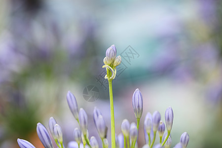 紫花朵植物学背景白色花园植物公园花朵园艺紫色场地图片