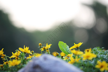 春天的黄色花朵紧闭宏观园艺环境太阳季节花瓣植物叶子生长草地图片