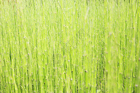 草地背景环境绿色植物场地草原墙纸蓝色草皮土地框架生长图片