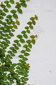 白墙上的常春藤植物群花园爬行者绿色墙纸叶子植物白色建筑学图片