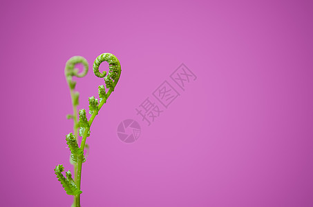 常春藤的镜头与心脏标志吻合叶子热带植物粉色双胞胎植物学花园图片