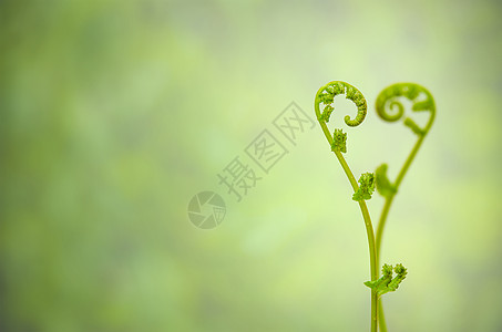 常春藤的镜头与心脏标志吻合叶子粉色植物花园植物学双胞胎热带图片