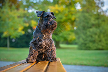 快乐的狗狗黑Schnauser享受秋季公园游戏图片