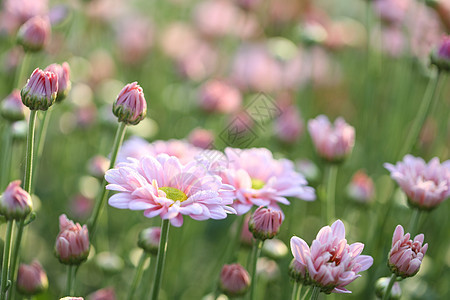 清晨阳光下花田里的鲜花干燥的粉红菊花朵菊花墙纸紫色花瓣宏观季节花园植物群叶子植物学图片