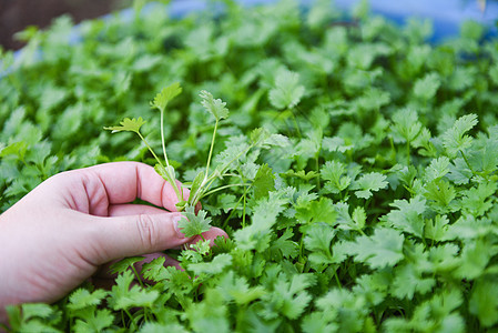 Coriander 手头上的植物叶 在品级自然背面采摘草本植物场地栽培芫荽沙拉香菜花园薄荷生长食物图片