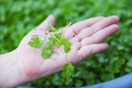 Coriander 手头上的植物叶 在品级自然背面采摘蔬菜芫荽农场薄荷香菜场地食物水培花园叶子图片