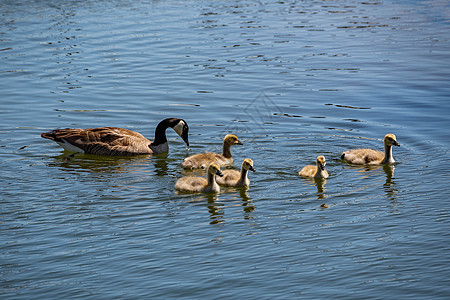夏季游泳野生动物账单水禽孩子鸟类父母小鹅婴儿父亲池塘图片