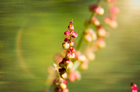 红色绿色草本植物场地花朵太阳草地荒野辉光日落植物图片